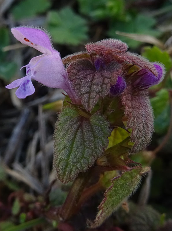 Lamium purpureum / Falsa ortica purpurea